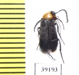 Nemognatha nemorensis  USA - INSECTS-STORE.RU