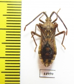 Hemiptera sp.  South Africa Rep. - INSECTS-STORE.RU