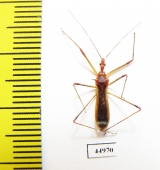 Hemiptera sp.  Indonesia, Java - INSECTS-STORE.RU