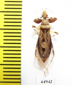 Hemiptera sp.  Indonesia, Java - INSECTS-STORE.RU