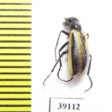 Picnoseus sp.  Chile - INSECTS-STORE.RU