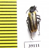 Picnoseus sp.  Chile - INSECTS-STORE.RU