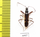 Hemiptera sp.  Indonesia, Java - INSECTS-STORE.RU