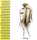 Epicauta griseonigra  Argentina - INSECTS-STORE.RU