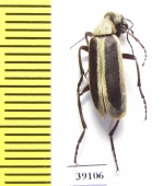 Epicauta griseonigra  Argentina - INSECTS-STORE.RU