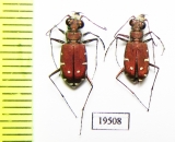 Calomera fischeri  Uzbekistan - INSECTS-STORE.RU