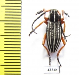 Dorcadion acutispinum, male  Kazakhstan - INSECTS-STORE.RU