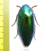 Sternocera aequisignata  Thailand - INSECTS-STORE.RU