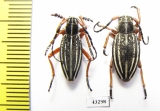 Dorcadion acutispinum, pair  Kazakhstan - INSECTS-STORE.RU