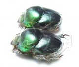 Proagoderus chalcostolus  South Africa Rep. - INSECTS-STORE.RU