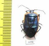 Hemiptera sp.  Ecuador - INSECTS-STORE.RU