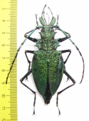 Psalidognathus friendi, female  Colombia 62(68) mm - INSECTS-STORE.RU