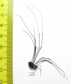 Opiliones sp.  South Africa Rep. - INSECTS-STORE.RU