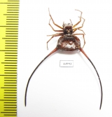 Arachnida sp.  Indonesia, Java - INSECTS-STORE.RU