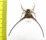 Arachnida sp.  Indonesia, Java - INSECTS-STORE.RU