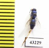 Chrysididae sp.  Kazakhstan - INSECTS-STORE.RU