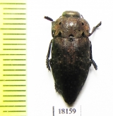 Capnodis tenebricosa  Turkey - INSECTS-STORE.RU