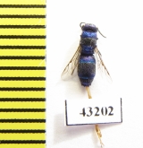 Chrysididae sp.  Kazakhstan - INSECTS-STORE.RU