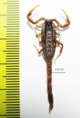 Scorpiones sp.  South Africa Rep. - INSECTS-STORE.RU