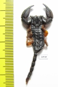 Scorpiones sp.  South Africa Rep. - INSECTS-STORE.RU