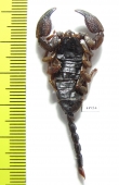 Scorpiones sp.  South Africa Rep. - INSECTS-STORE.RU