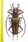 Psalidognathus friendi, male  Colombia 77mm  - INSECTS-STORE.RU