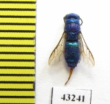 Chrysididae sp.  Kazakhstan - INSECTS-STORE.RU