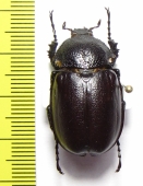 Propomacrus cypriacus, female  Cyprus - INSECTS-STORE.RU