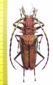 Psalidognathus friendi, male  Colombia 78mm  - INSECTS-STORE.RU