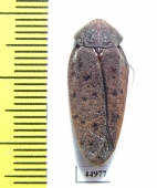 Blattodea sp.  Zambia - INSECTS-STORE.RU