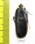 Blattodea sp.  South Africa Rep. - INSECTS-STORE.RU