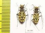 Lophyra sp., pair  South Africa Rep. - INSECTS-STORE.RU