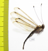 Ascalaphidae sp.  Malaysia, Borneo - INSECTS-STORE.RU