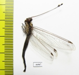 Ascalaphidae sp.  Malaysia, Borneo - INSECTS-STORE.RU