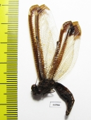 Ascalaphidae sp.  Philippines - INSECTS-STORE.RU