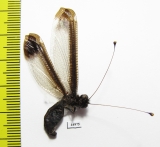 Ascalaphidae sp.  Philippines - INSECTS-STORE.RU