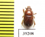 Ochodaeus seleuciensis  Turkey, Antalya prov. - INSECTS-STORE.RU