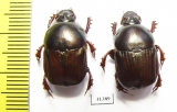 Onitis sp., pair  South Africa Rep. - INSECTS-STORE.RU