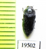 Acmaeoderella adamantina  Kirgizstan - INSECTS-STORE.RU