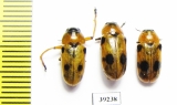 Antipus macropus, pair  Russia, Volgograd reg. - INSECTS-STORE.RU