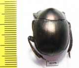 Anachalcos sp.  South Africa Rep. - INSECTS-STORE.RU