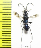 Hymenoptera sp.  South Africa Rep. - INSECTS-STORE.RU