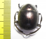 Anachalcos sp.  South Africa Rep. - INSECTS-STORE.RU