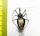 Hemiptera sp.  Philippines - INSECTS-STORE.RU