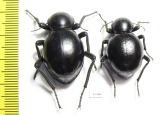 Tenebrionidae sp., pair  South Africa Rep. - INSECTS-STORE.RU