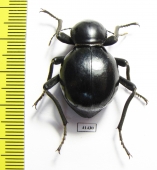 Tenebrionidae sp.  South Africa Rep. - INSECTS-STORE.RU