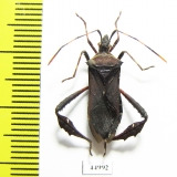 Hemiptera sp.  Cuba - INSECTS-STORE.RU