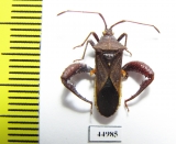 Hemiptera sp.  Cuba - INSECTS-STORE.RU