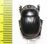 Copris sp.  Mexico - INSECTS-STORE.RU