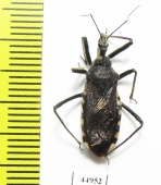 Hemiptera sp.  South Africa Rep. - INSECTS-STORE.RU